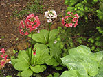 Primroses along brook