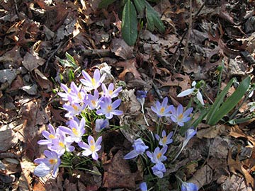 Crocus tomasinianus
