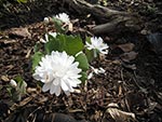 double bloodroot - native but rare